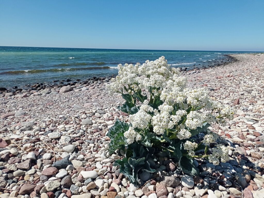 Saaremaa, Kirsti Eerik (12)